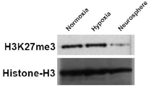 H3K27me3 Antibody in Western Blot (WB)