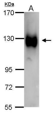 PEG Antibody (PA5-32247)