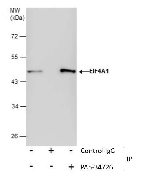 eIF4A1 Antibody in Immunoprecipitation (IP)