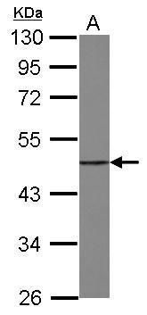 eIF4A1 Antibody in Western Blot (WB)