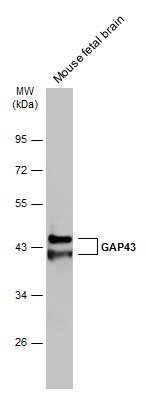GAP43 Antibody in Western Blot (WB)