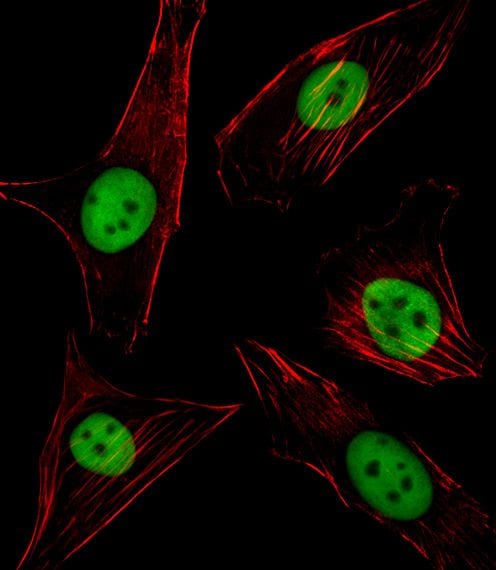 PU.1 Antibody (PA5-35158)