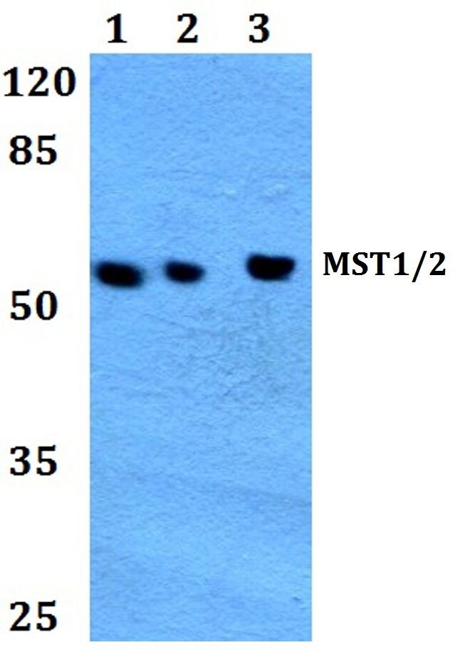 MST1/MST2 Antibody (PA5-36100)