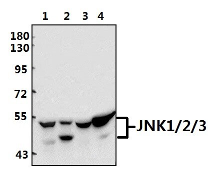 JNK1/JNK2/JNK3 Antibody in Western Blot (WB)