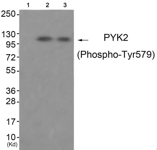 Phospho-PYK2 (Tyr579) Antibody in Western Blot (WB)