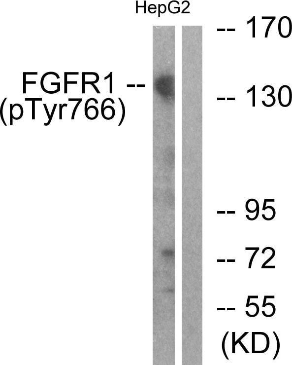 Phospho-FGFR1 (Tyr766) Antibody in Western Blot (WB)