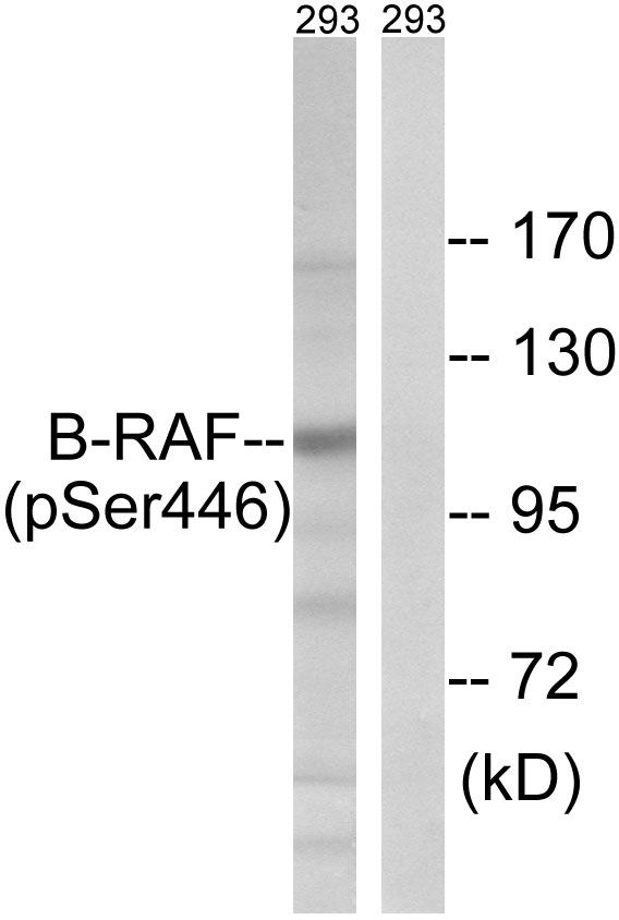 Phospho-B-Raf (Ser446) Antibody (PA5-39730)