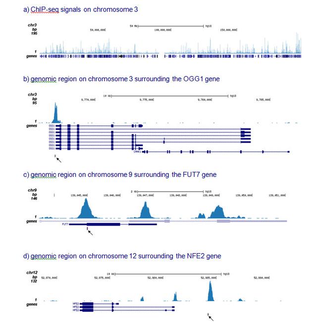 RUNX1/RUNX1T1 Antibody in ChIP-Sequencing (ChIP-seq)