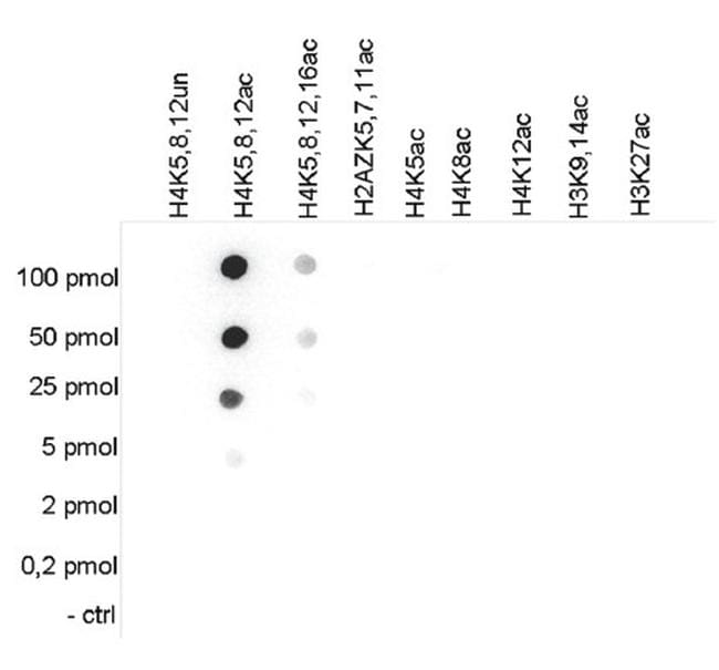 H4ac pan-acetyl (K5,K8,K12) Antibody in Peptide array (ARRAY)