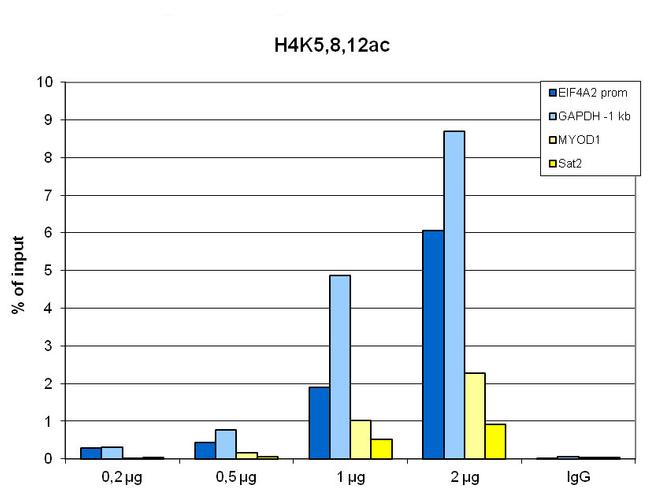 H4ac pan-acetyl (K5,K8,K12) Antibody in ChIP Assay (ChIP)