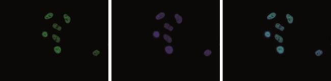 H2A.Zac pan-acetyl (K4,K7,K11) Antibody in Immunocytochemistry (ICC/IF)