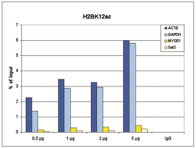 H2BK12ac Antibody in ChIP Assay (ChIP)