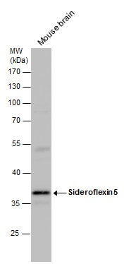 SFXN5 Antibody in Western Blot (WB)
