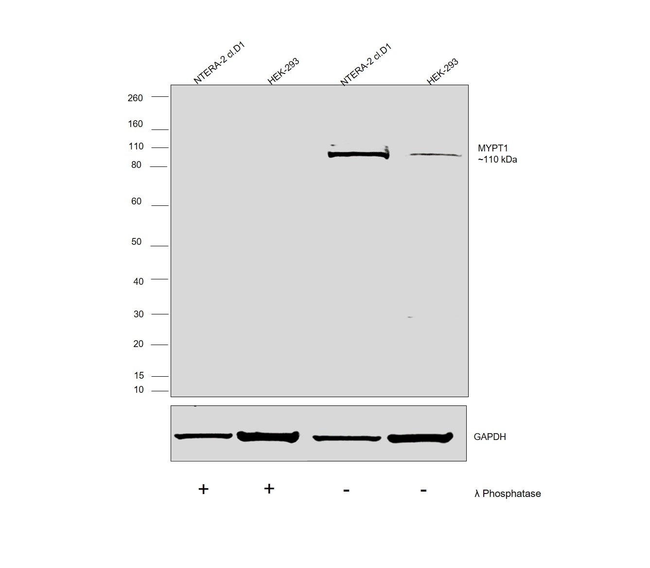 Phospho-MYPT1 (Thr853) Antibody in Western Blot (WB)