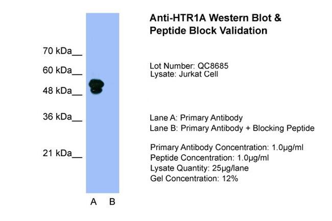 HTR1A Antibody in Western Blot (WB)