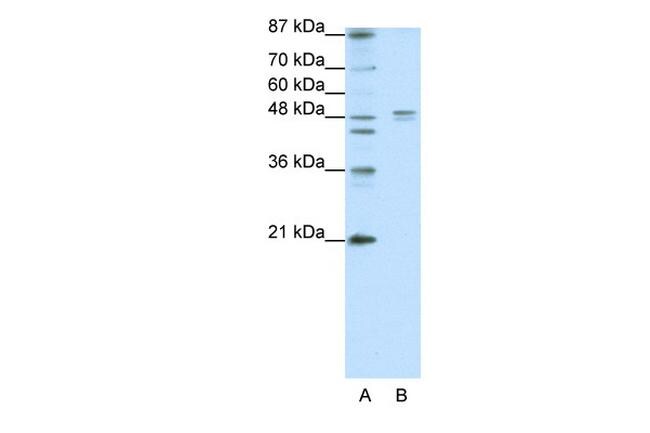 HTR1A Antibody in Western Blot (WB)