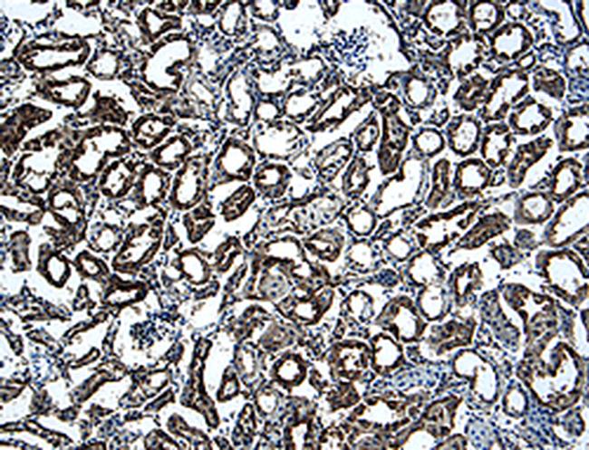 CD266 Antibody in Immunohistochemistry (Frozen) (IHC (F))