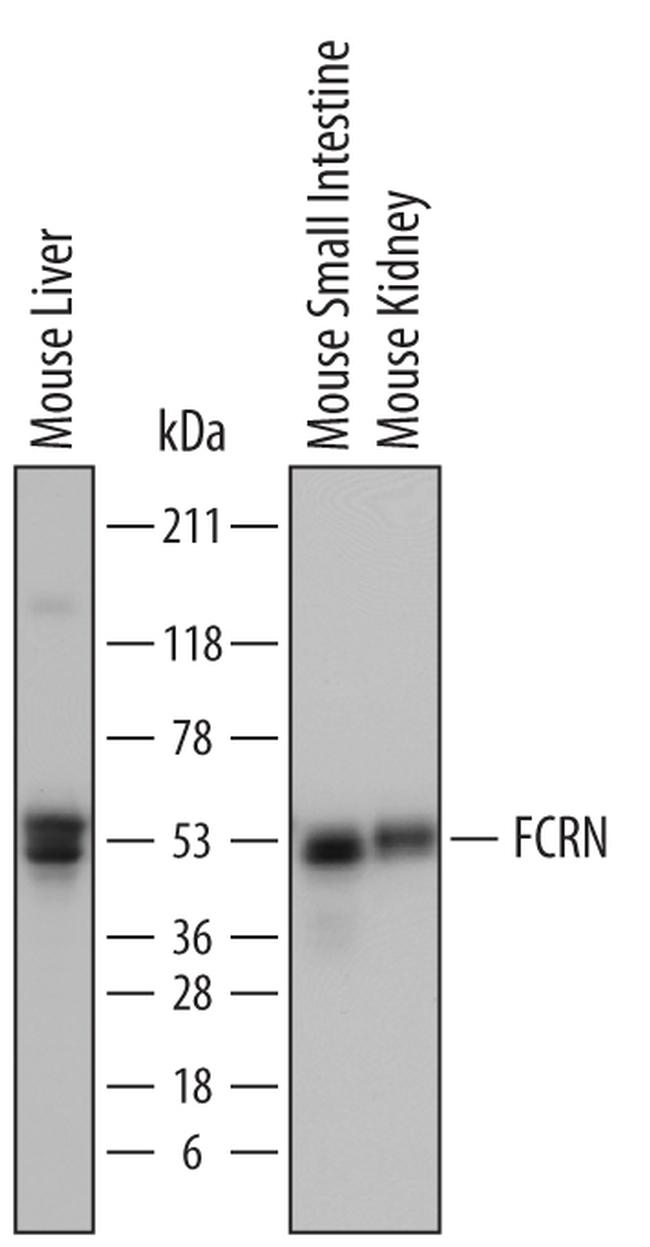 FCGRT Antibody (PA5-47871)