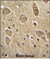 UGT8 Antibody in Immunohistochemistry (Paraffin) (IHC (P))