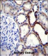 Naked2 Antibody in Immunohistochemistry (Paraffin) (IHC (P))