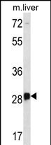 DRGX Antibody in Western Blot (WB)