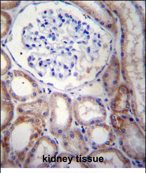 STARD5 Antibody in Immunohistochemistry (Paraffin) (IHC (P))