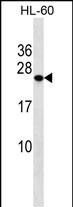 PCTP Antibody in Western Blot (WB)