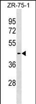 SLC30A10 Antibody in Western Blot (WB)