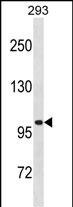 LRRC8A Antibody in Western Blot (WB)