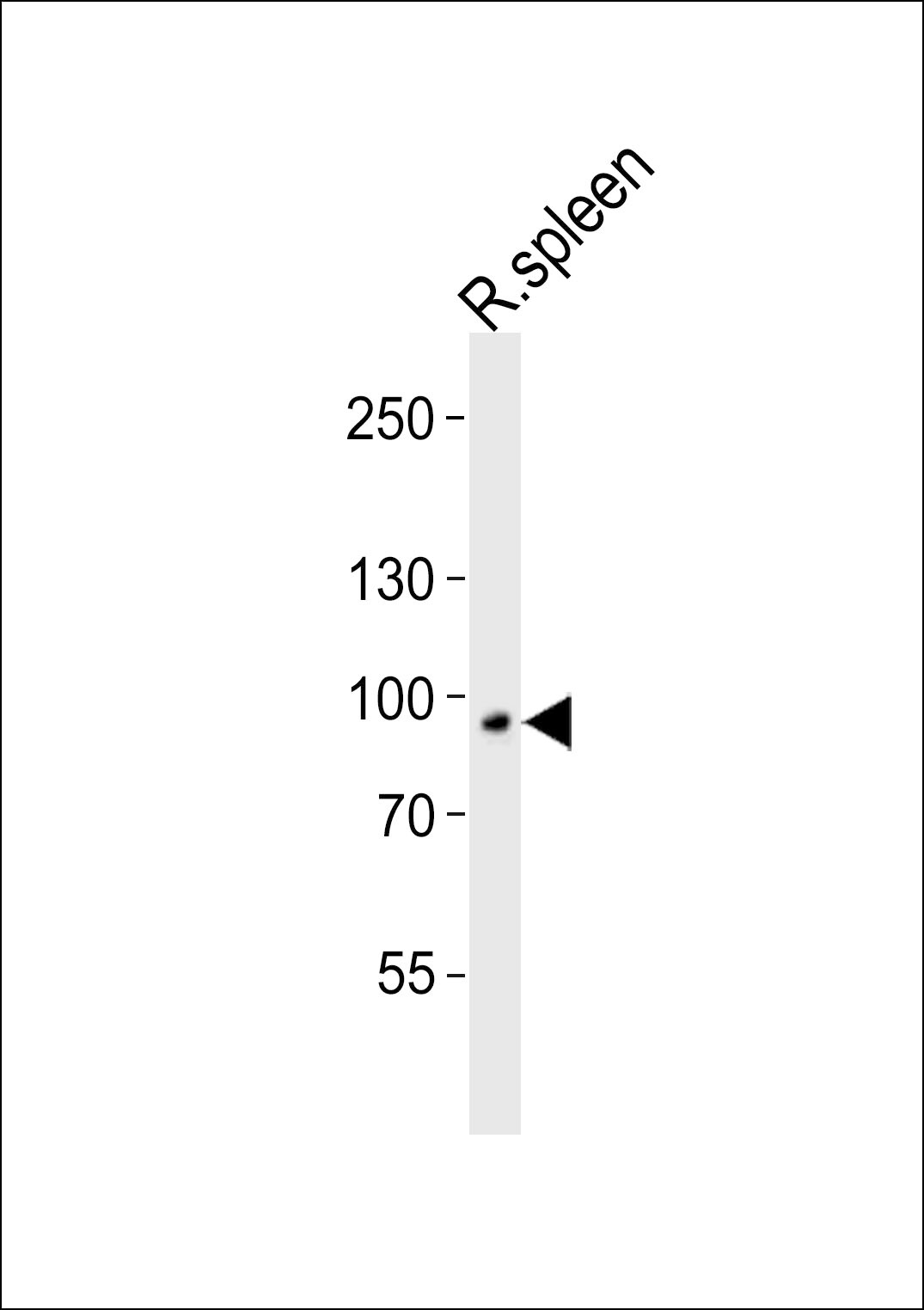 VAC14 Antibody in Western Blot (WB)