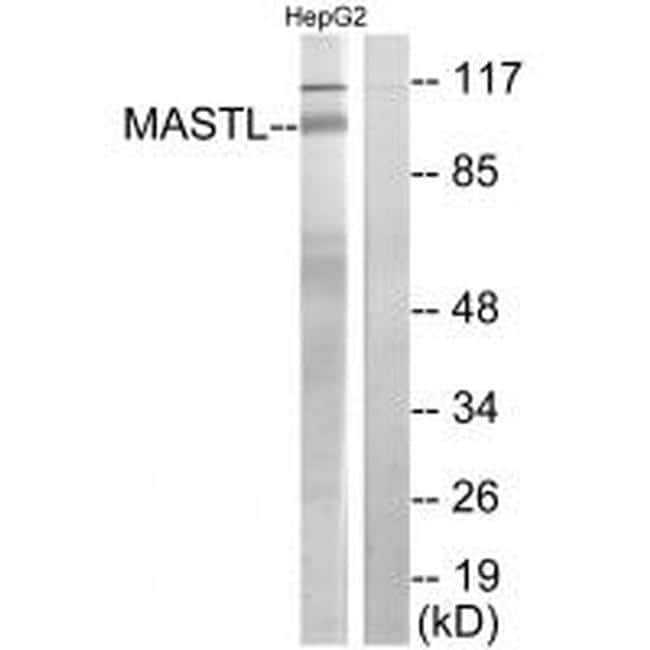 MASTL Antibody in Western Blot (WB)
