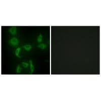 IARS2 Antibody in Immunocytochemistry (ICC/IF)