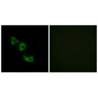 MRPL44 Antibody in Immunocytochemistry (ICC/IF)