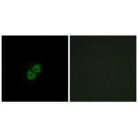 APOA1BP Antibody in Immunocytochemistry (ICC/IF)