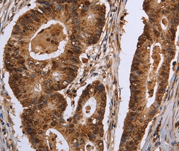 EXTL3 Antibody in Immunohistochemistry (Paraffin) (IHC (P))