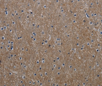 GNG2 Antibody in Immunohistochemistry (Paraffin) (IHC (P))