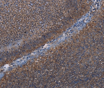 LEPREL2 Antibody in Immunohistochemistry (Paraffin) (IHC (P))