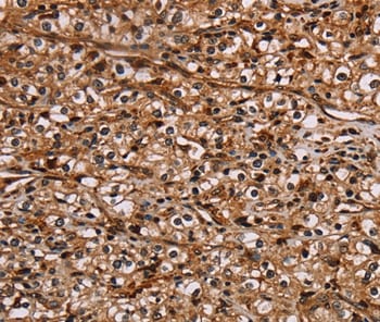 NOC2L Antibody in Immunohistochemistry (Paraffin) (IHC (P))