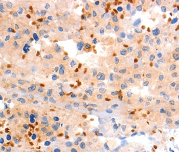mGluR8 Antibody in Immunohistochemistry (Paraffin) (IHC (P))