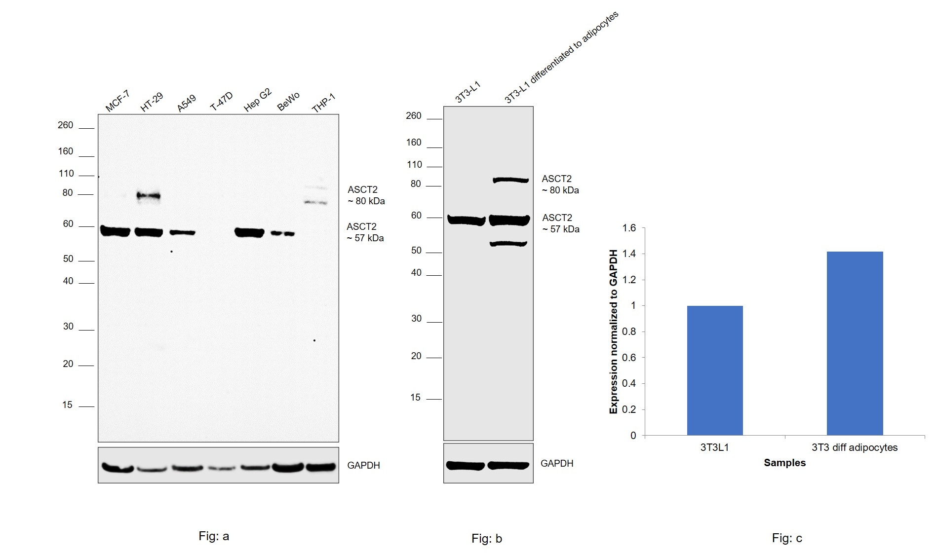 ASCT2 Antibody in Western Blot (WB)