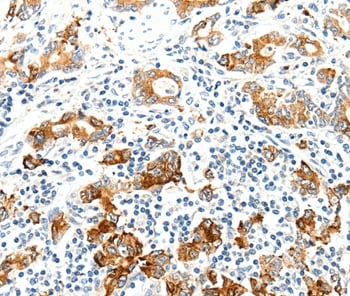 SEL1L Antibody in Immunohistochemistry (Paraffin) (IHC (P))