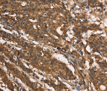 MOSC1 Antibody in Immunohistochemistry (Paraffin) (IHC (P))