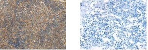 SLC8B1 Antibody in Immunohistochemistry (Paraffin) (IHC (P))