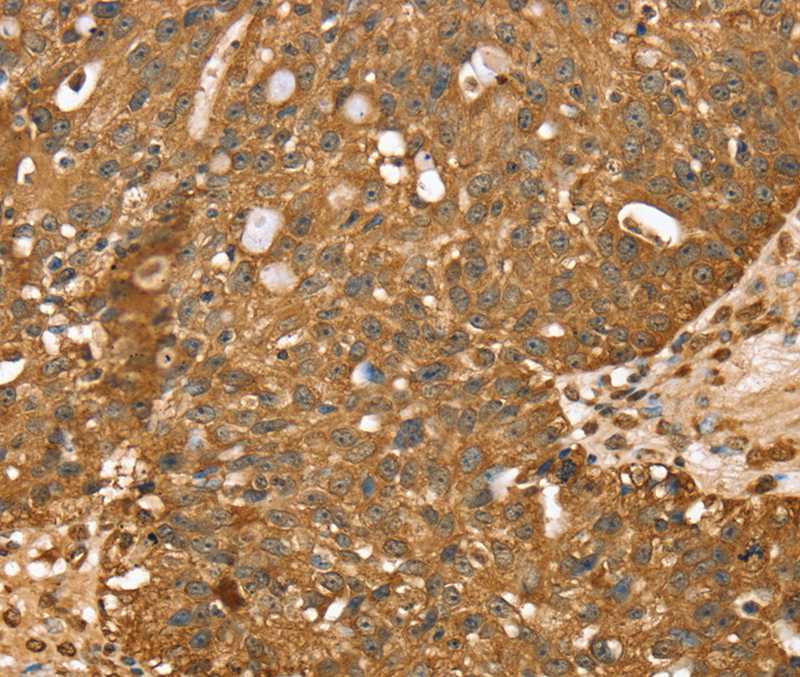 STARD5 Antibody in Immunohistochemistry (Paraffin) (IHC (P))