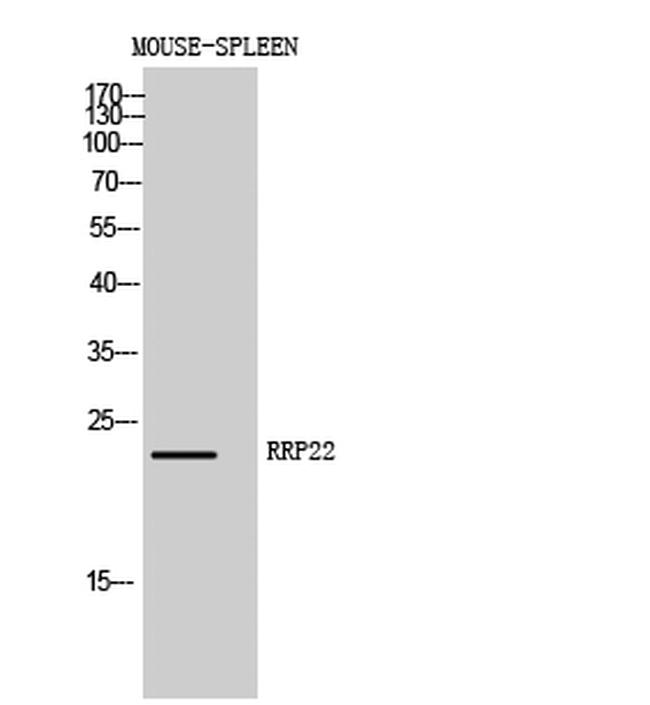 RASL10A Antibody in Western Blot (WB)