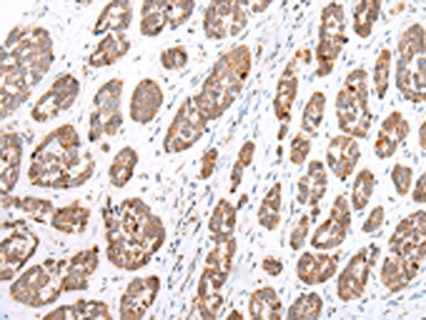 Glypican 1 Antibody in Immunohistochemistry (Paraffin) (IHC (P))