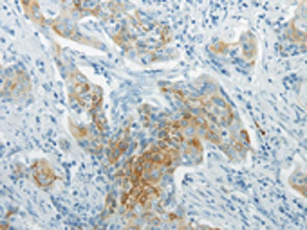 WNT8B Antibody in Immunohistochemistry (Paraffin) (IHC (P))