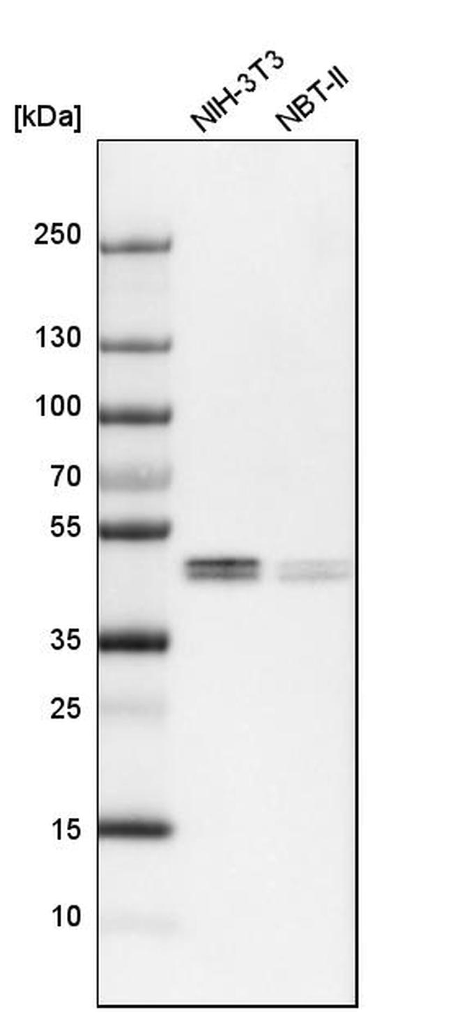 WIPI1 Antibody in Western Blot (WB)