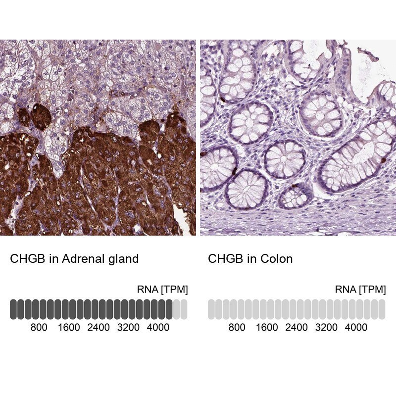 Chromogranin B Antibody (PA5-52605)