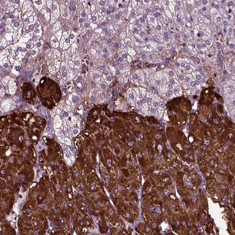 Chromogranin B Antibody (PA5-52605)